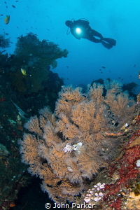 Reef Scene Tulamben by John Parker 